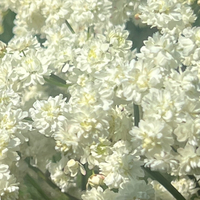 Filipendula vulgaris 'Multiplex'